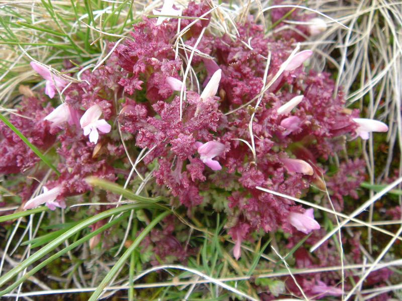 Pedicularis sylvatica en fleurs dans une tourbière de la Sierra de Gredos, Espagne